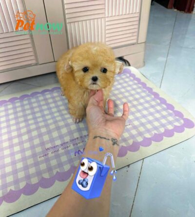 Chó Poodle size Tiny Màu Vàng Mơ Cái Mã PD502