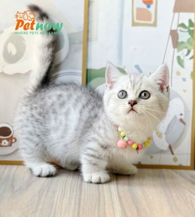 Mèo Anh Lông Ngắn Chân Lùn Màu Tabby Đực Mã AN372