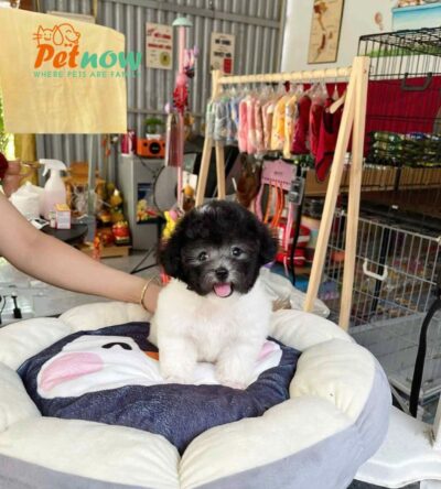 Chó Poodle Size Tiny Màu Bò Xám Đực Mã PD473
