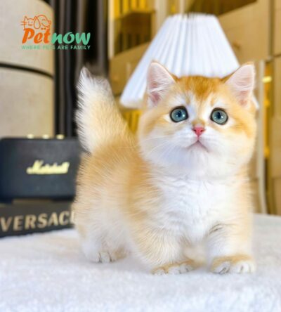Mèo Anh Lông Ngắn Golden Ny12 Chân Lùn Cái Mã AN485