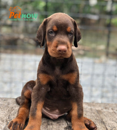 Chó Doberman Màu Nâu Socola Đực Mã DB464