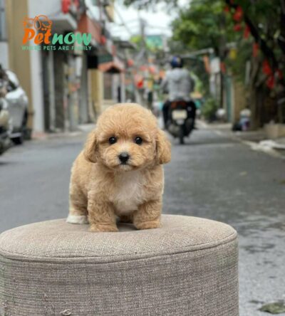 Chó Poodle Size Tiny Chân Lùn Màu Nâu Nhạt Đực Mã PD503
