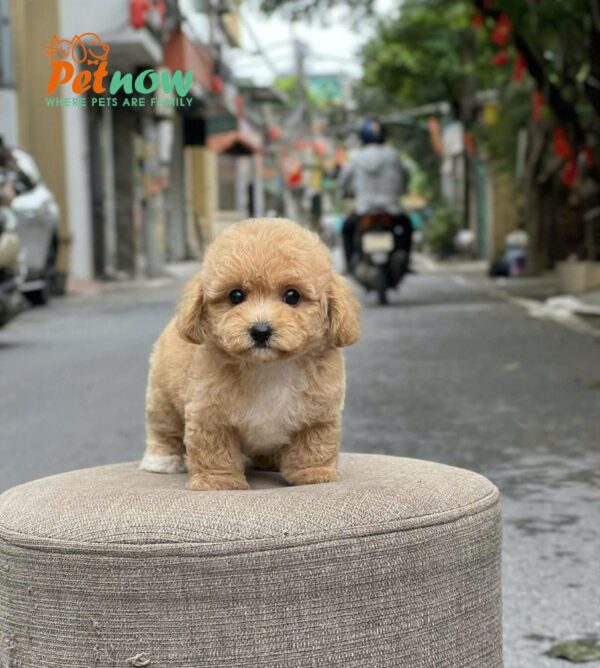 Chó Poodle Size Tiny Chân Lùn Màu Nâu Nhạt Đực Mã PD503