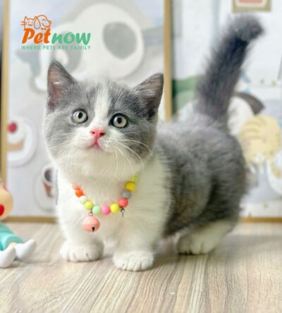 Mèo Anh Lông Ngắn Chân Lùn Màu Bicolor Đực Mã AN373