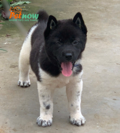 Chó Hmong Cộc Màu Bò Sữa Đực Mã HM363