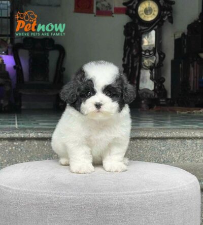 Chó Poodle Size Toy Màu Bò Sữa Đực Mã PD474