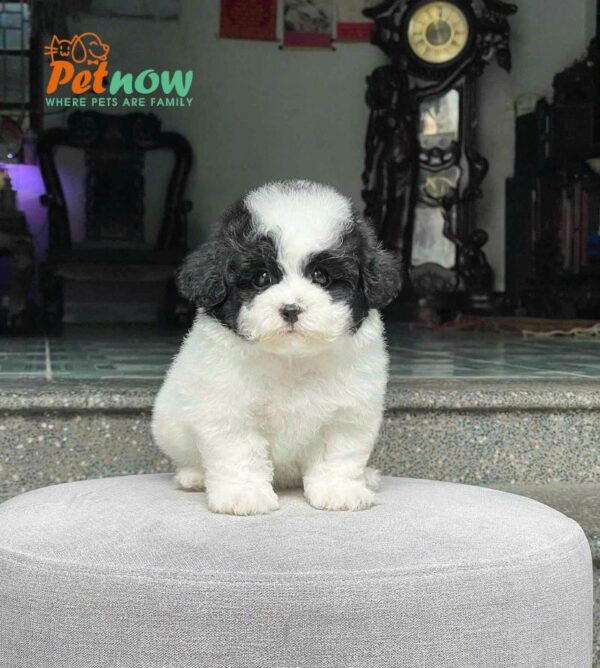 Chó Poodle Size Toy Màu Bò Sữa Đực Mã PD474