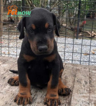 Chó Doberman Màu Đen Vàng Đực Mã DB465