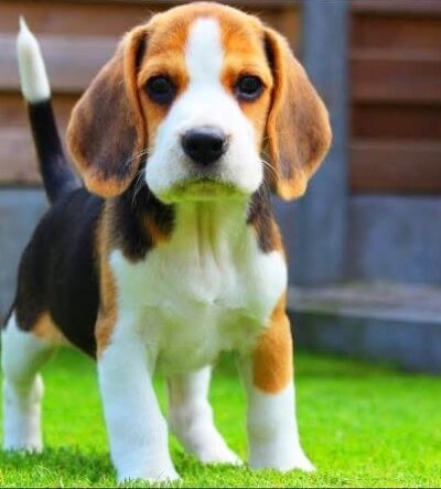 Chó Beagle