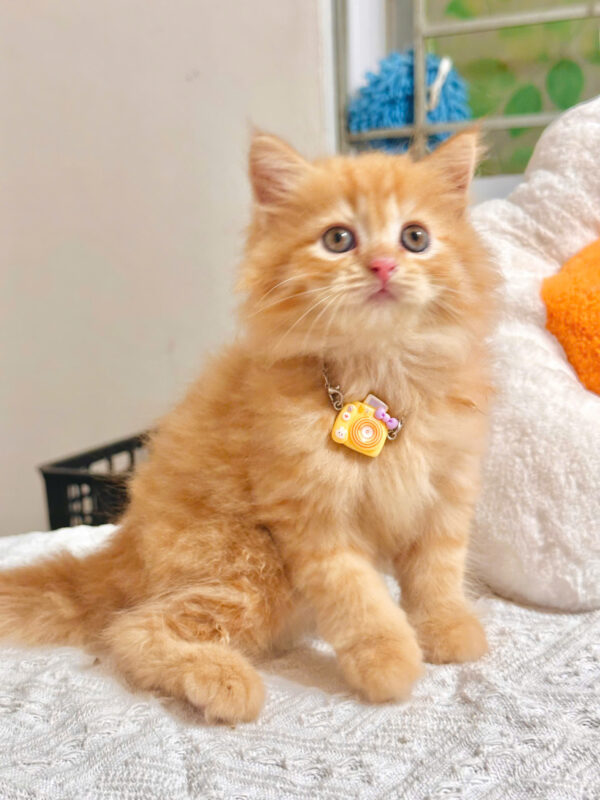 Mèo Anh Lông Dài Màu Red Vàng Cam Đực Mã AD366