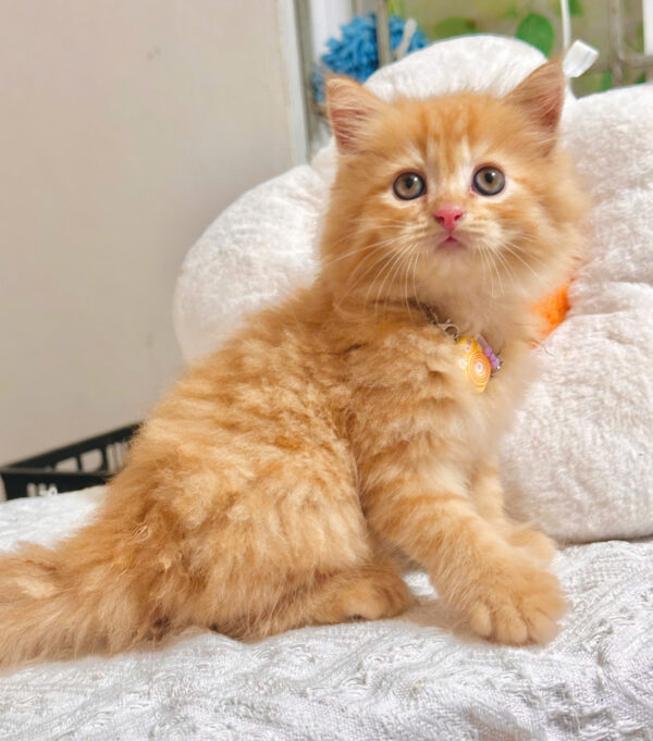 Mèo Anh Lông Dài Màu Red Vàng Cam Đực Mã AD366