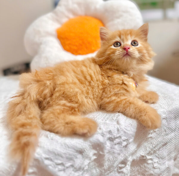 Mèo Anh Lông Dài Màu Red Vàng Cam Đực Mã AD366