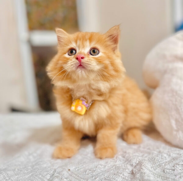 Mèo Anh Lông Dài Màu Red Vàng Cam Đực Mã AD366