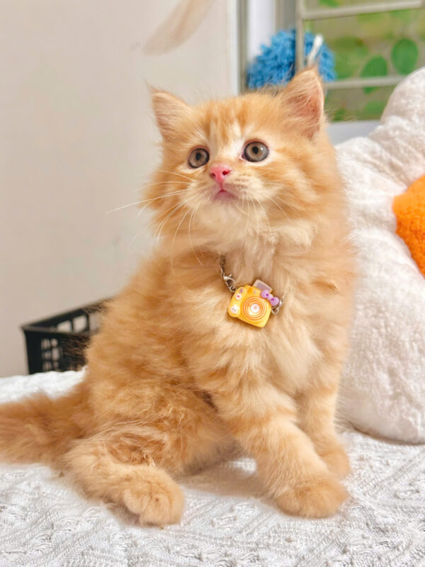 Mèo Anh Lông Dài Màu Red Vàng Cam Đực Mã AD366