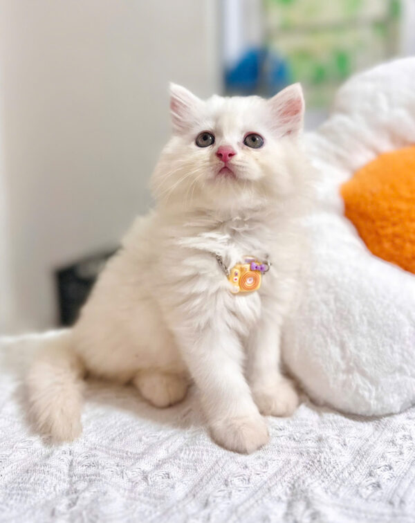 Mèo Anh Lông Dài Màu Trắng Cái Mã AD367