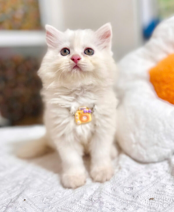 Mèo Anh Lông Dài Màu Trắng Cái Mã AD367