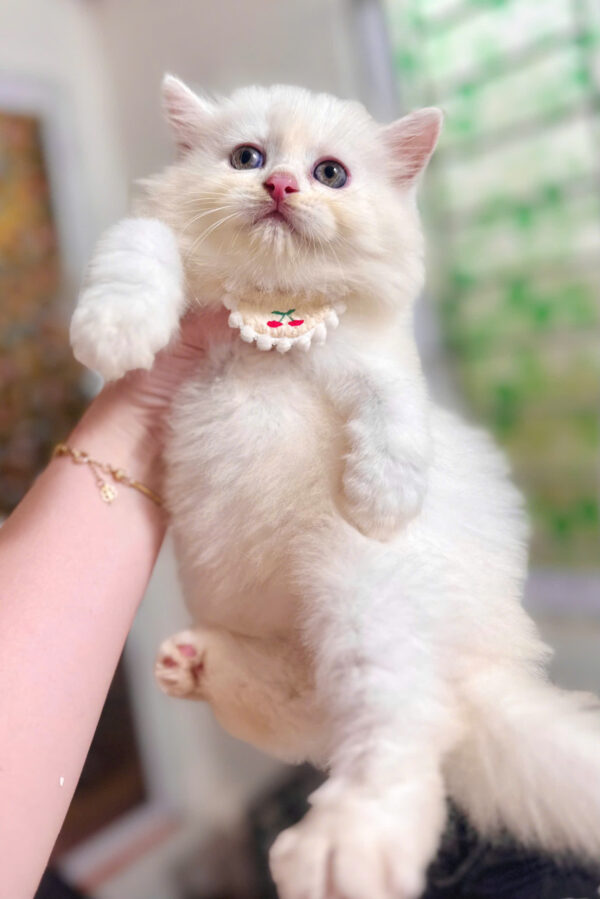 Mèo Anh Lông Dài Màu Trắng Đực Mã AD368