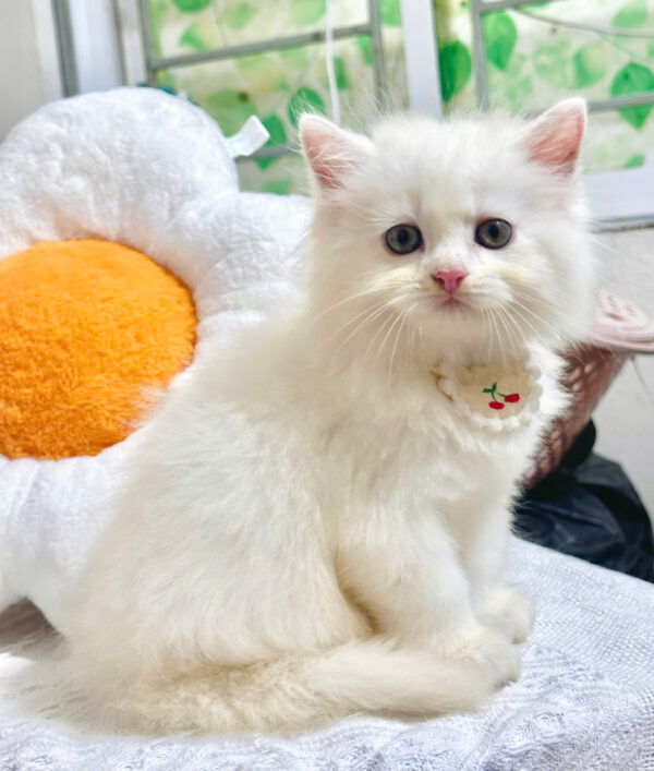 Mèo Anh Lông Dài Màu Trắng Đực Mã AD368