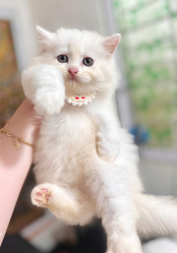 Mèo Anh Lông Dài Màu Trắng Đực Mã AD368