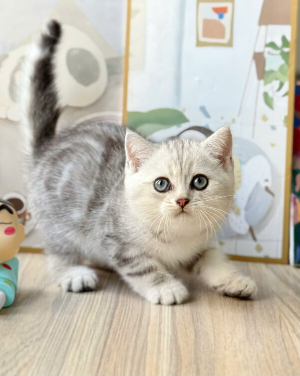 Mèo Anh Lông Ngắn Màu Sọc Dưa Đực Mã AN371