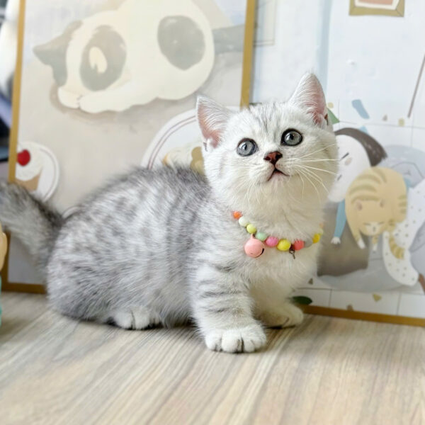 Mèo Anh Lông Ngắn Chân Lùn Màu Tabby Đực Mã AN372