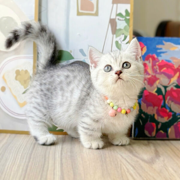Mèo Anh Lông Ngắn Chân Lùn Màu Tabby Đực Mã AN372