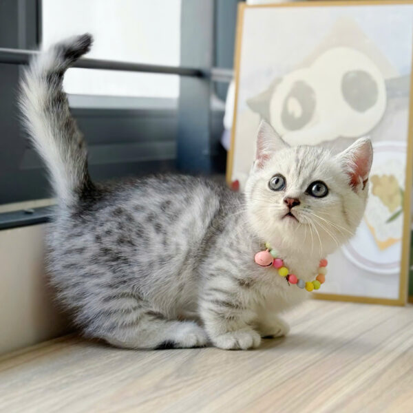 Mèo Anh Lông Ngắn Chân Lùn Màu Tabby Đực Mã AN372