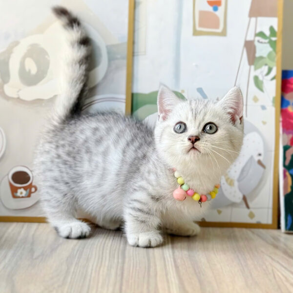 Mèo Anh Lông Ngắn Chân Lùn Màu Tabby Đực Mã AN372