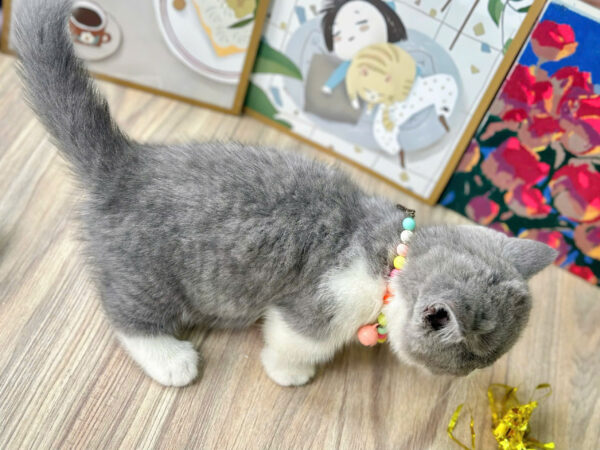 Mèo Anh Lông Ngắn Chân Lùn Màu Bicolor Đực Mã AN373