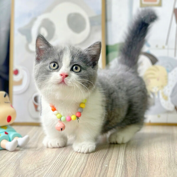 Mèo Anh Lông Ngắn Chân Lùn Màu Bicolor Đực Mã AN373