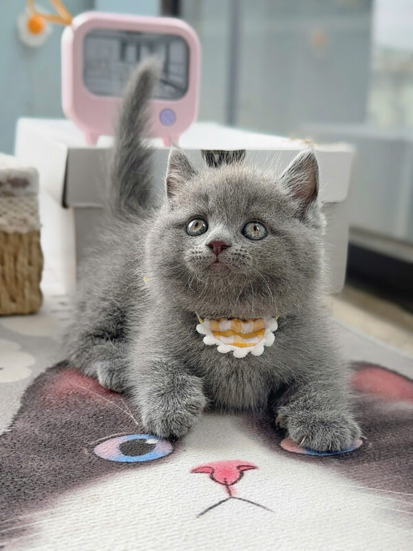 Mèo Anh Lông Ngắn Munchkin Chân Ngắn Màu Xám Xanh Cái Mã AN376