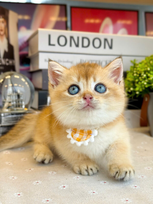 Mèo Anh Lông Ngắn Golden Lùn Ny11 Cái Mã AN378