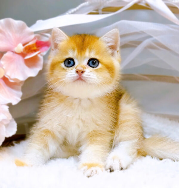 Mèo Anh Lông Ngắn Golden Ny12 Chân Ngắn Đực Mã AN379