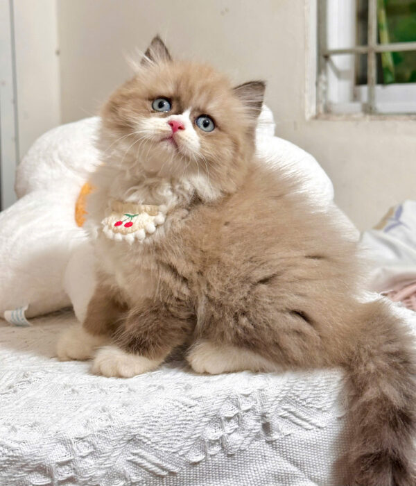 Mèo Anh Lông Dài Màu Bicolor Đực Mã AD384