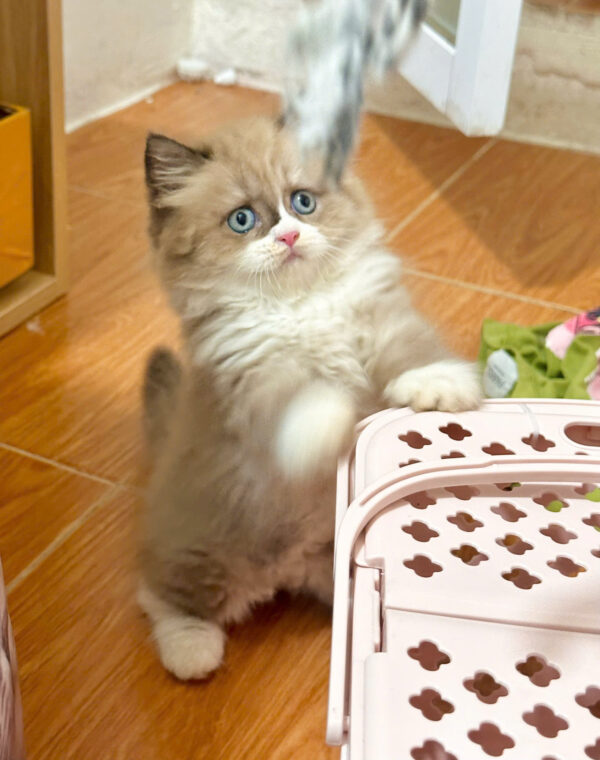Mèo Anh Lông Dài Màu Bicolor Đực Mã AD384