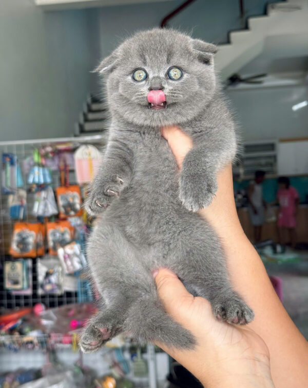 Mèo Anh Lông Ngắn Tai Cụp Scottish Fold Màu Xám Xanh Đực Mã AN385