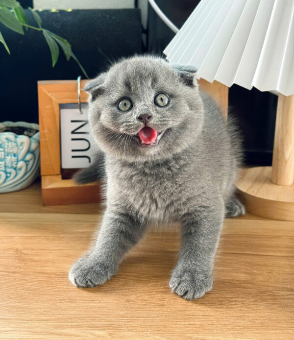 Mèo Anh Lông Ngắn Tai Cụp Scottish Fold Màu Xám Xanh Đực Mã AN385