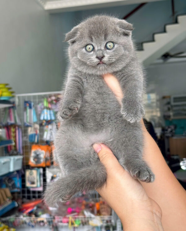 Mèo Anh Lông Ngắn Tai Cụp Scottish Fold Màu Xám Xanh Đực Mã AN385