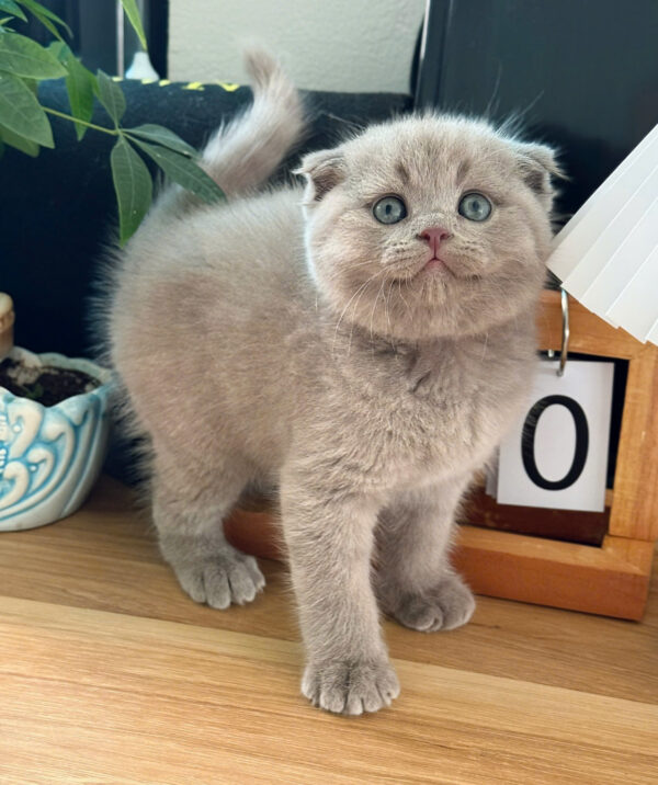 Mèo Anh Lông Ngắn Tai Cụp Màu Lilac Cái Mã AN386