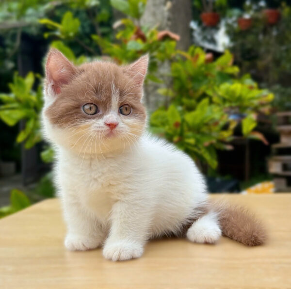 Mèo Anh Lông Ngắn Munchkin Màu Bicinamon Đực Mã AN390
