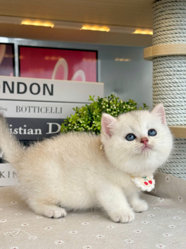 Mèo Anh Lông Ngắn Màu Silver Cái Mã AN391