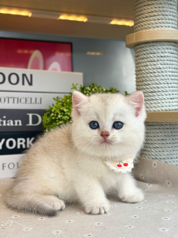 Mèo Anh Lông Ngắn Màu Silver Cái Mã AN391