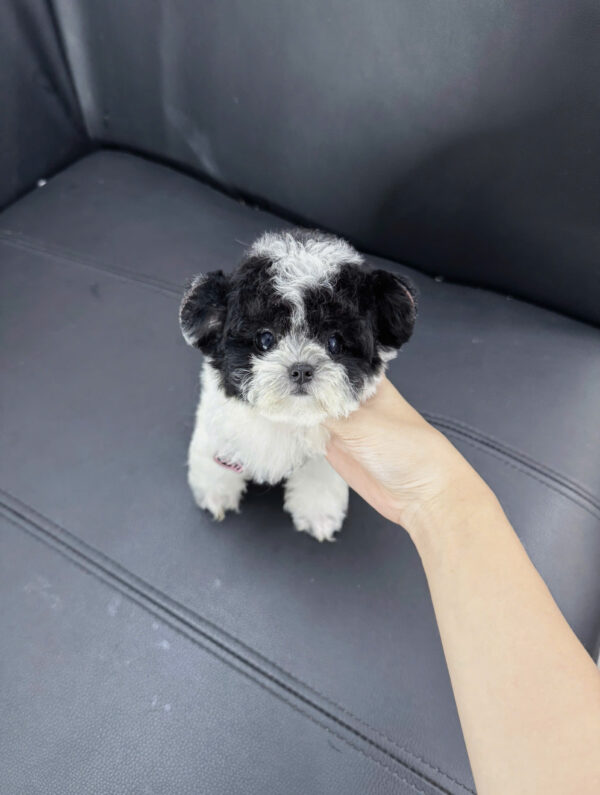 Chó Poodle Tai Gấu Màu Bò Sữa Đực Mã PD394