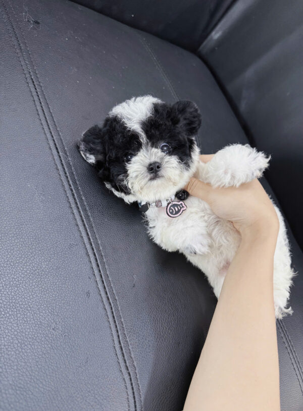 Chó Poodle Tai Gấu Màu Bò Sữa Đực Mã PD394