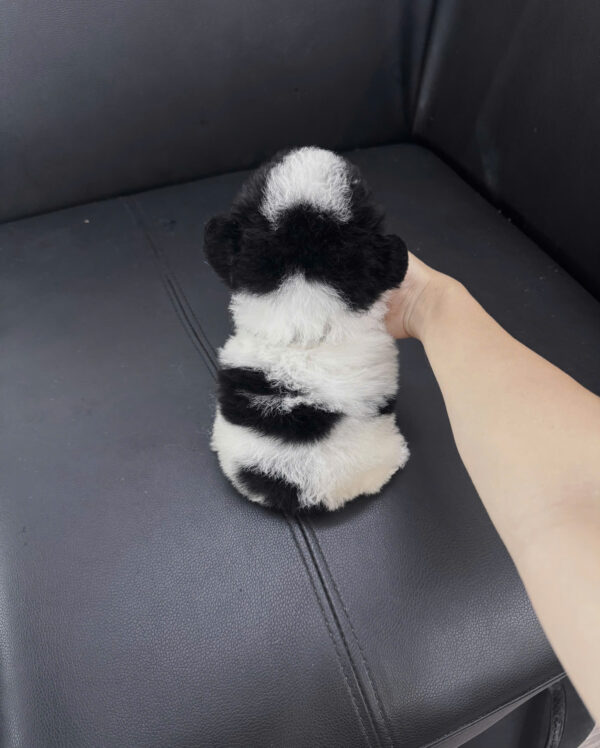 Chó Poodle Tai Gấu Màu Bò Sữa Cái Mã PD395