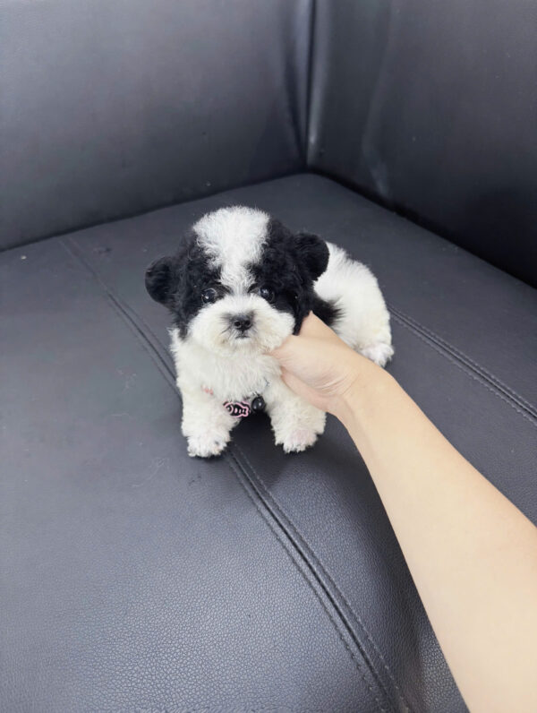 Chó Poodle Tai Gấu Màu Bò Sữa Cái Mã PD395