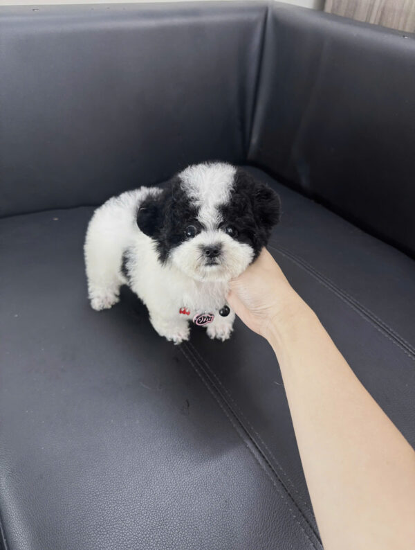 Chó Poodle Tai Gấu Màu Bò Sữa Cái Mã PD395