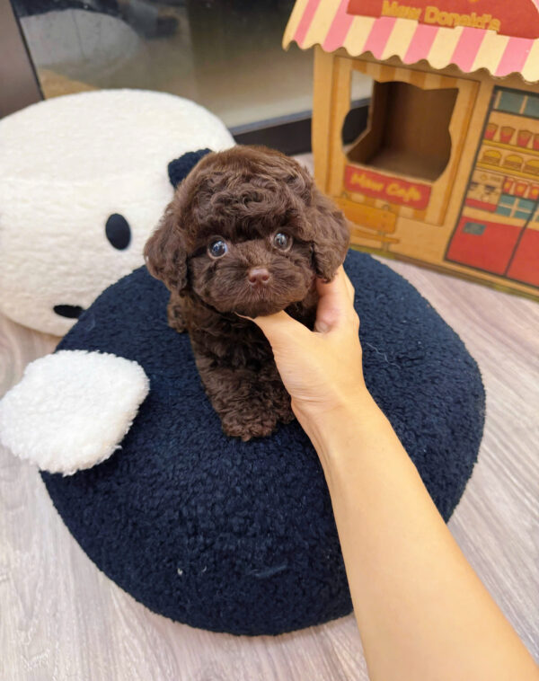 Chó Poodle Màu Socola Cái Mã PD396