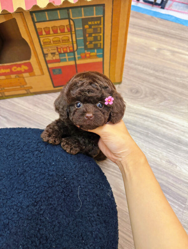 Chó Poodle Màu Socola Cái Mã PD396
