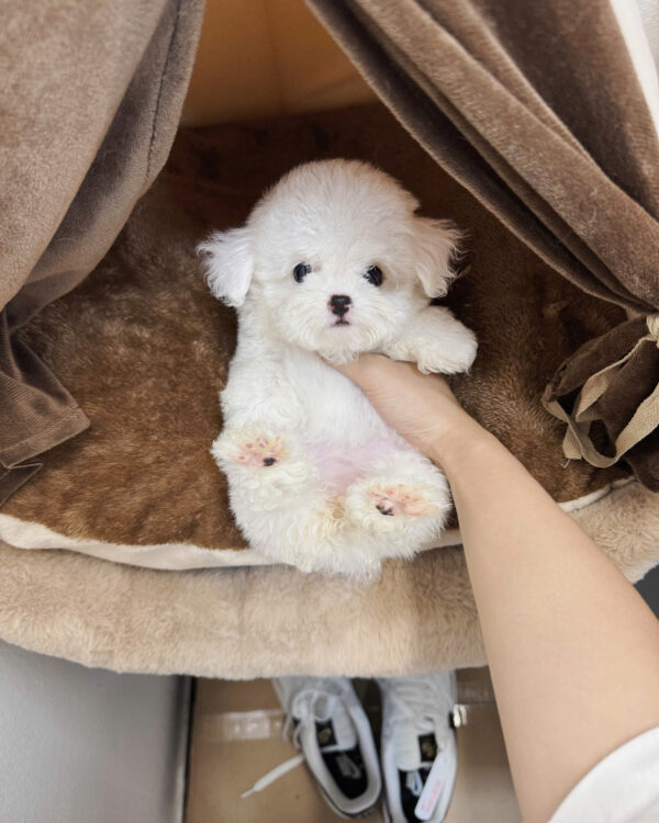  Chó Poodle Màu Trắng Cái Mã PD398